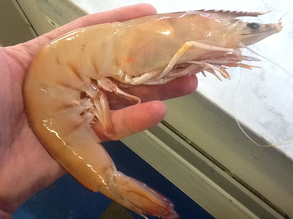 Xl Raw Sashimi Grade Kng Prawn Caught by our Trawlers