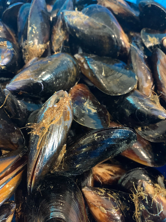 Mussels Live Black