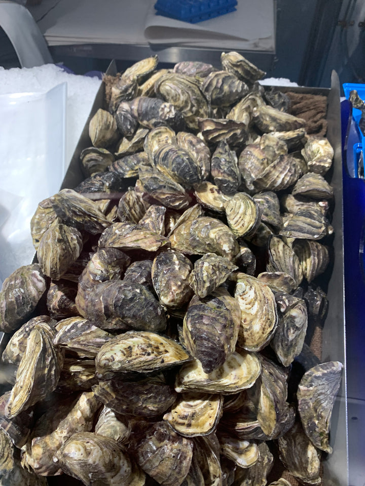 Oysters – Clarence Valley Seafoods