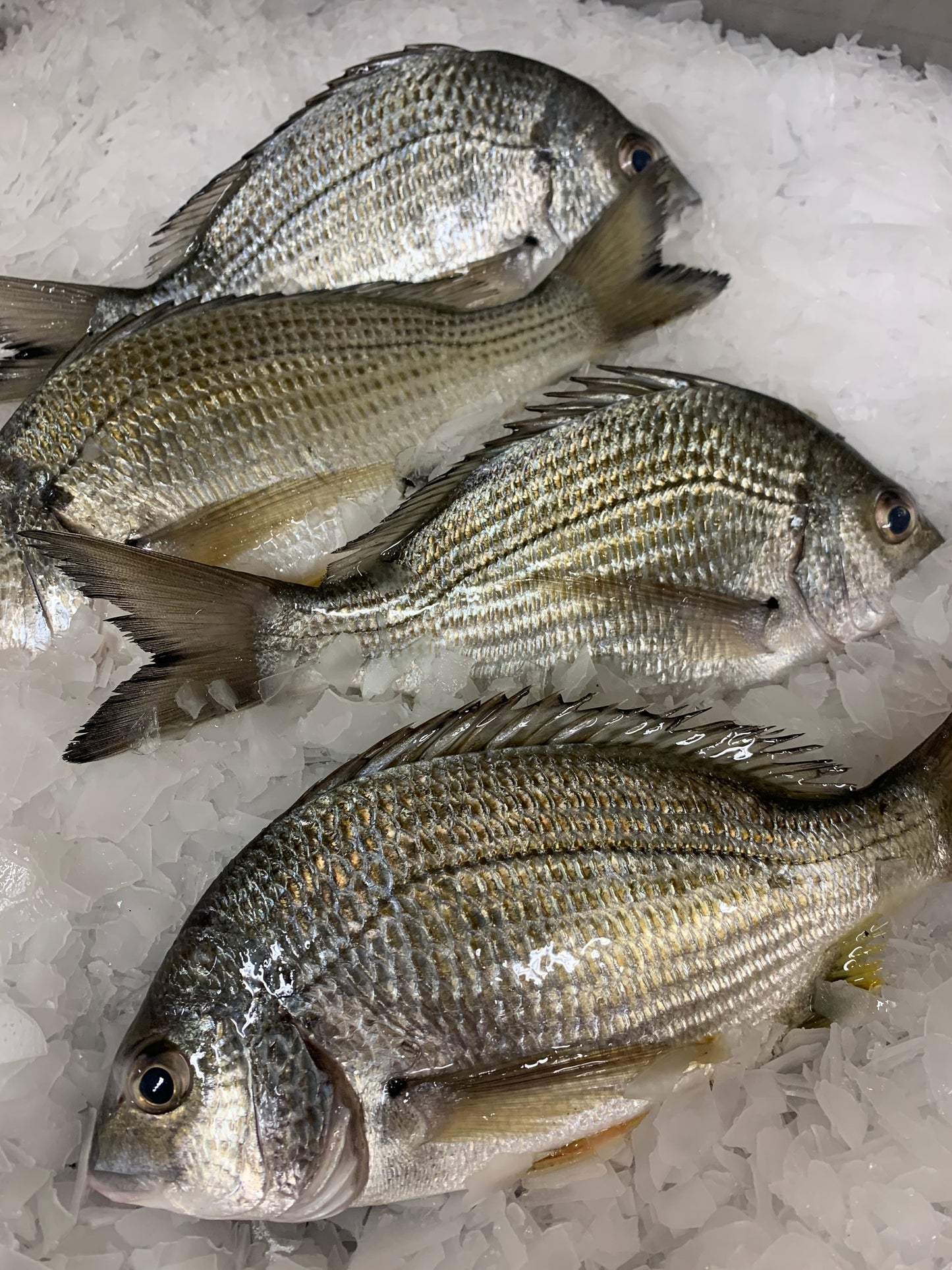 Bream Whole (cleaned)